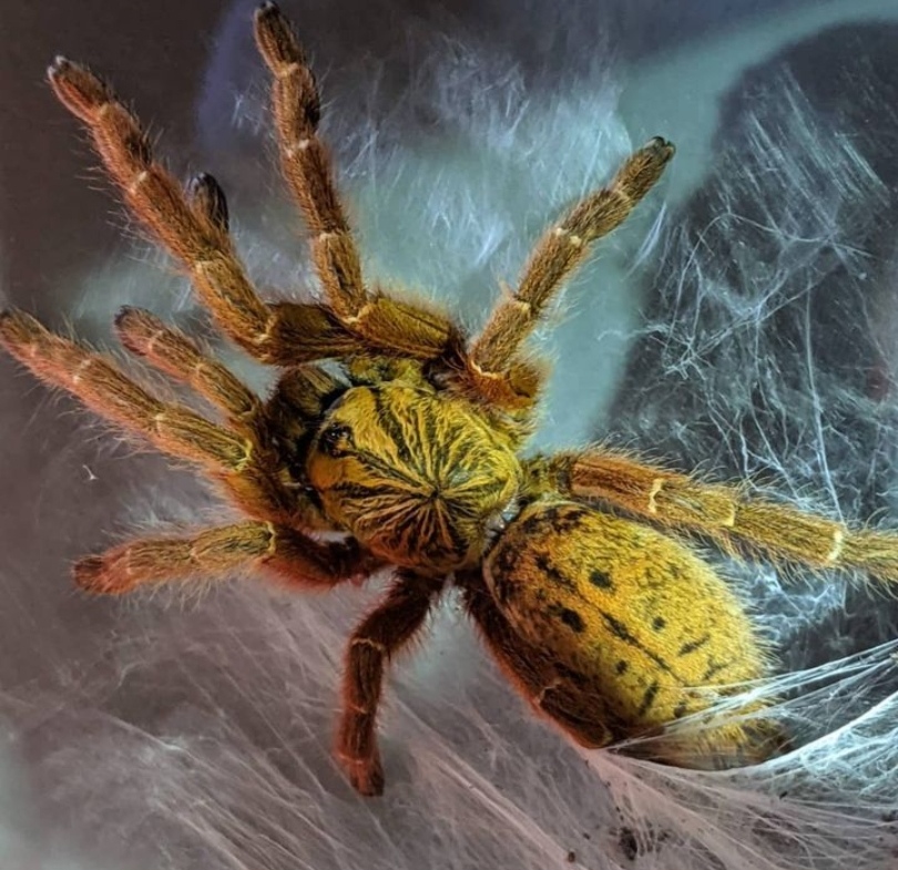 O.B.T (Orange Baboon Tarantula)