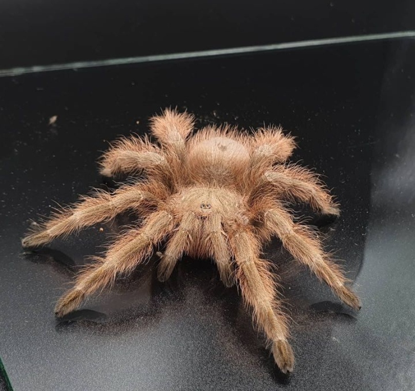 Brazilian blond Tarantula