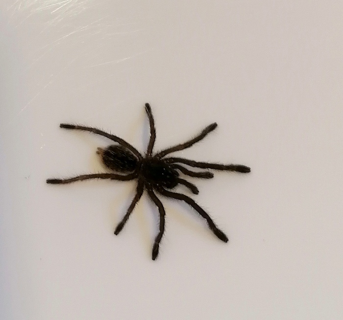 Cobalt Blue Tarantula 34cm rmexotics