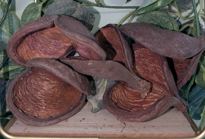 Badham Pod