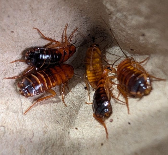 Red Runner Cockroaches