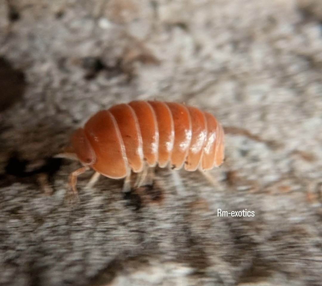 Armadillidium Officinalis - Orange Crush Isopods