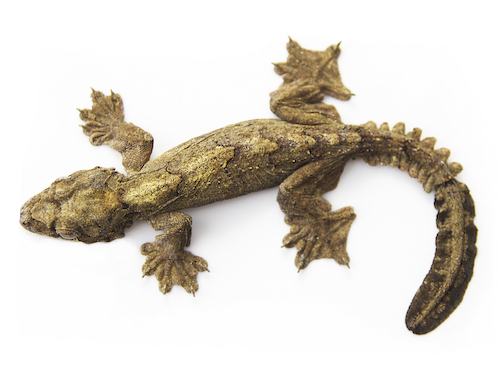 Ptychozoon kuhli Kuhl's Flying Gecko