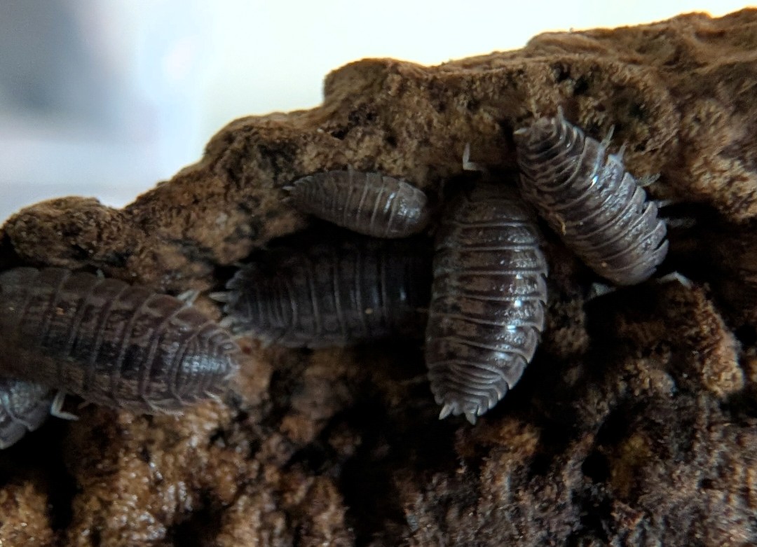 Porcellio DILATATUS isopods
