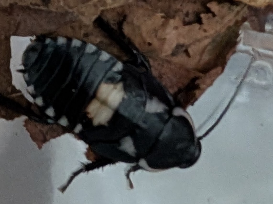 Assassin Mimic Cockroach - Paranauphoeta formosana