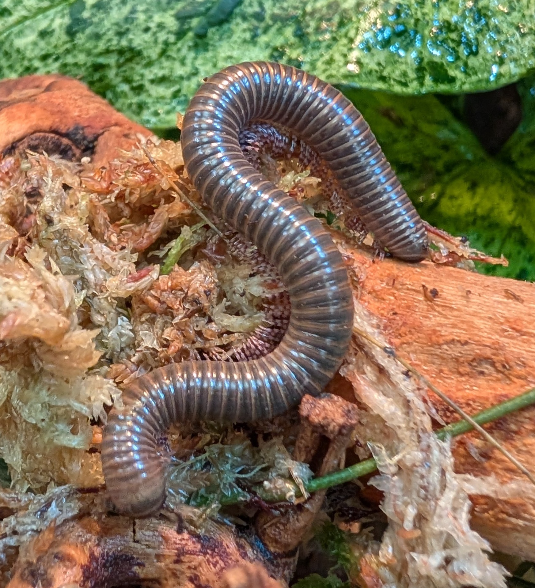 Spirotreptus gregorius - African Olive Millipede