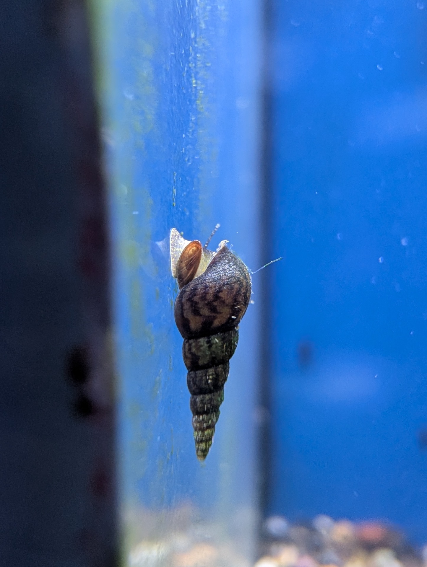 Malaysian trumpet snail