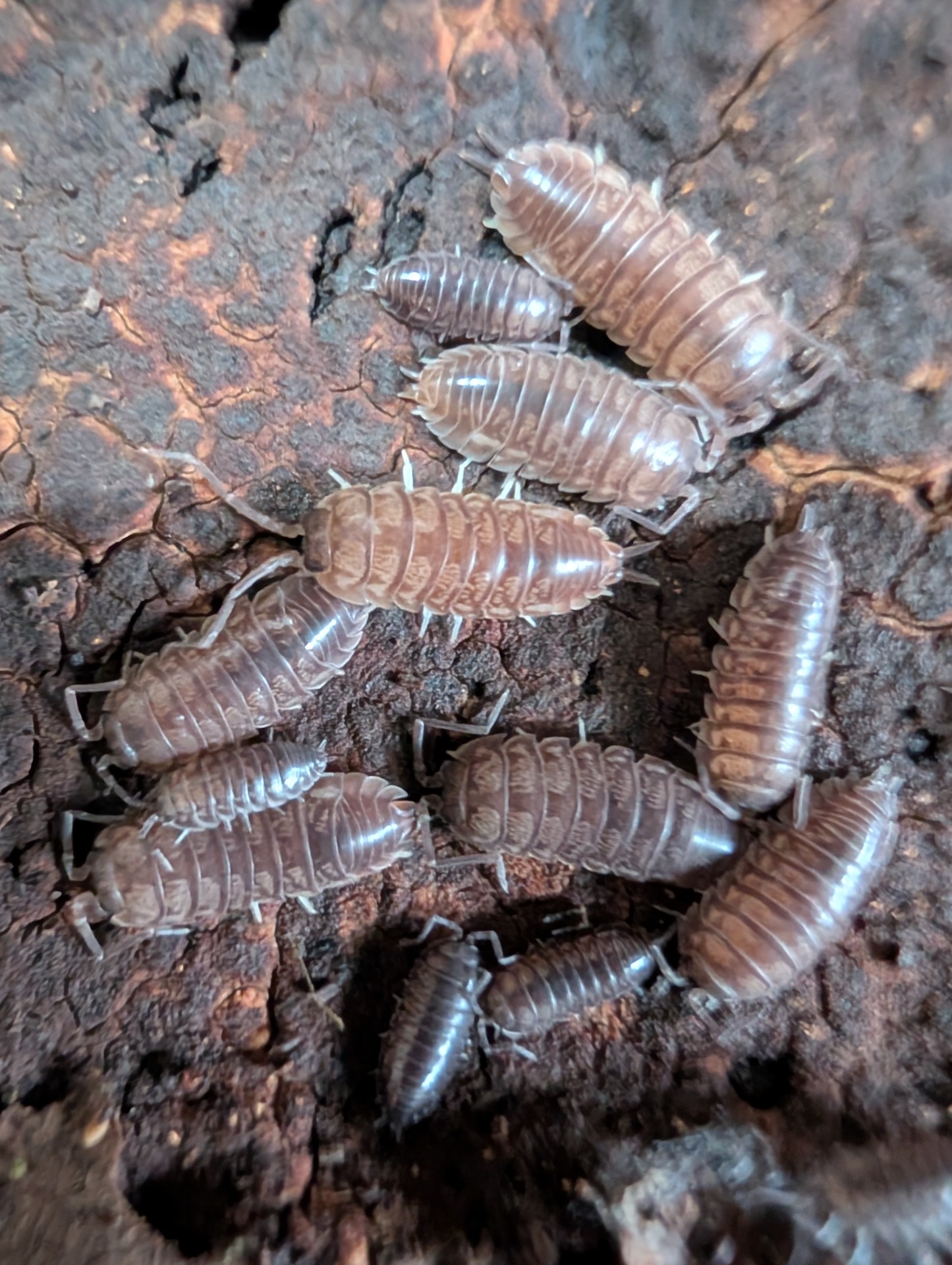 Cylisticus convexus - Curly Isopods