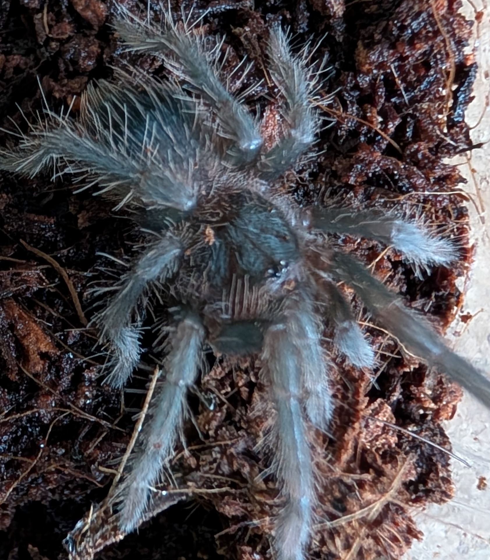 L. Klugi bird eating tarantula 