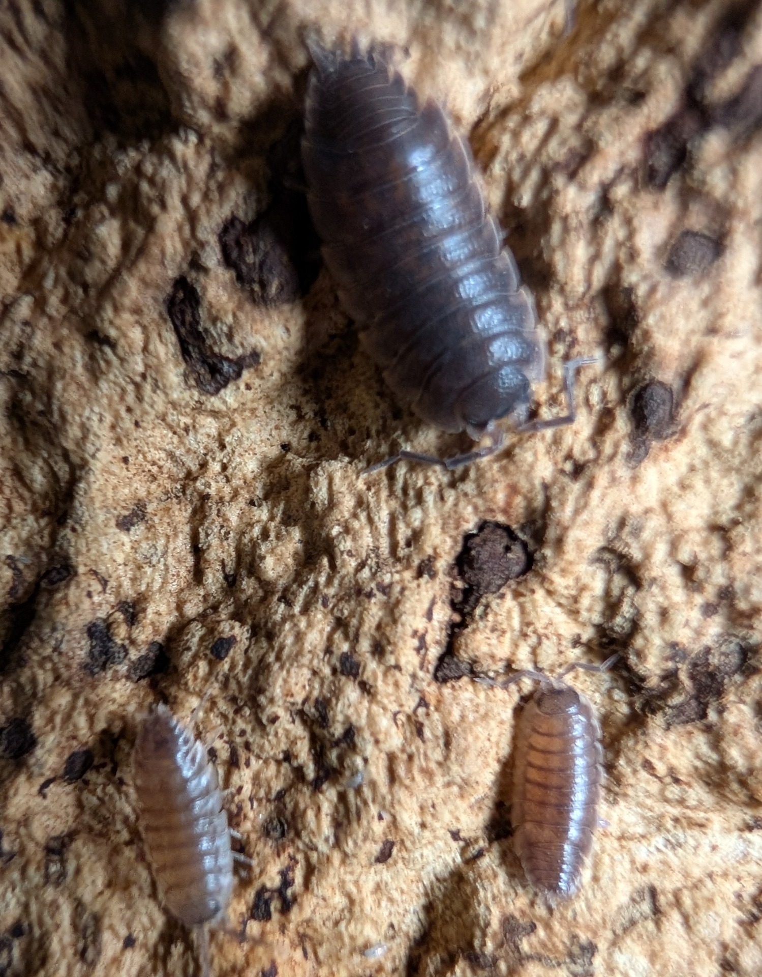 Porcellio orarum isopods