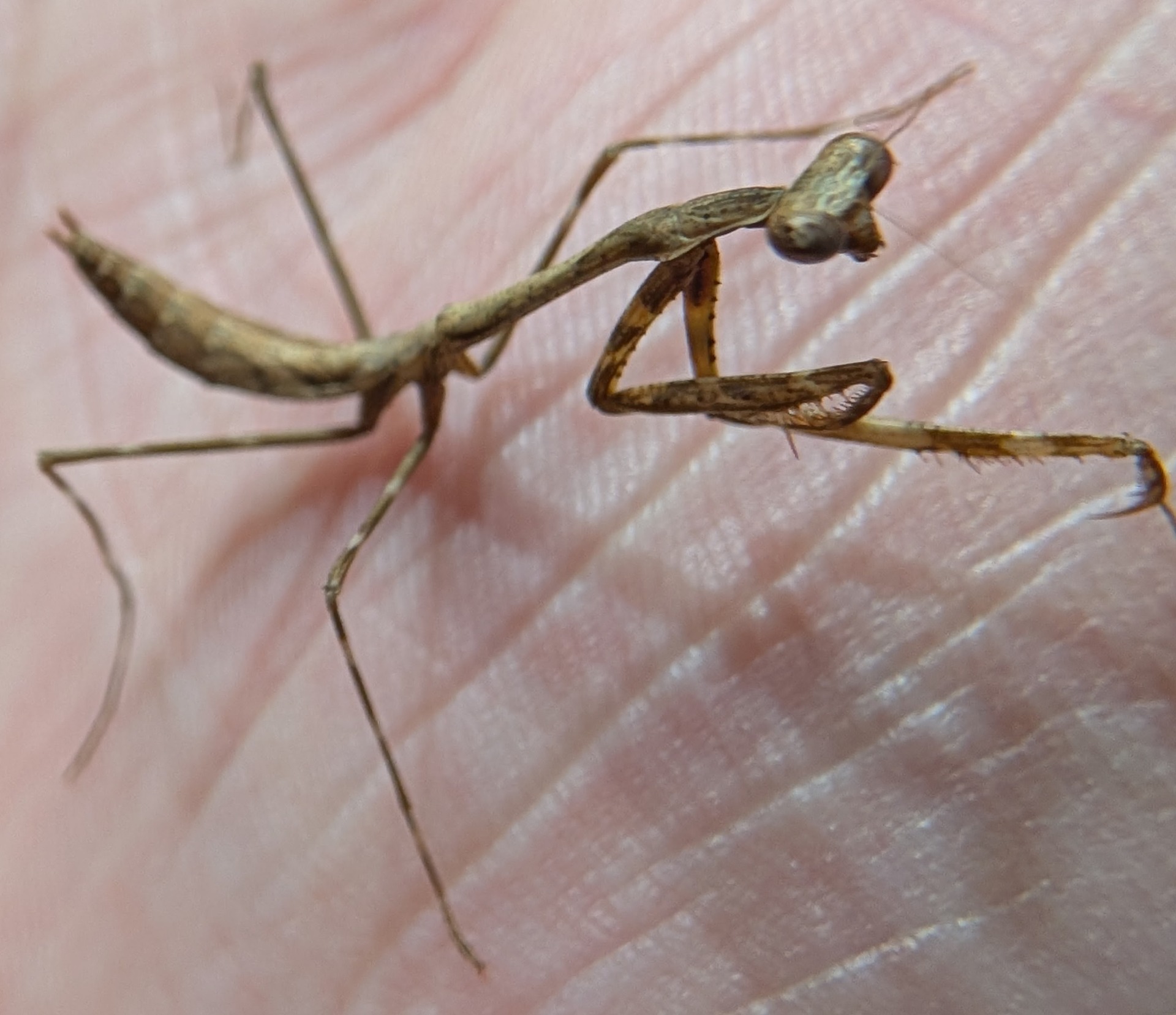 Peacock mantis 