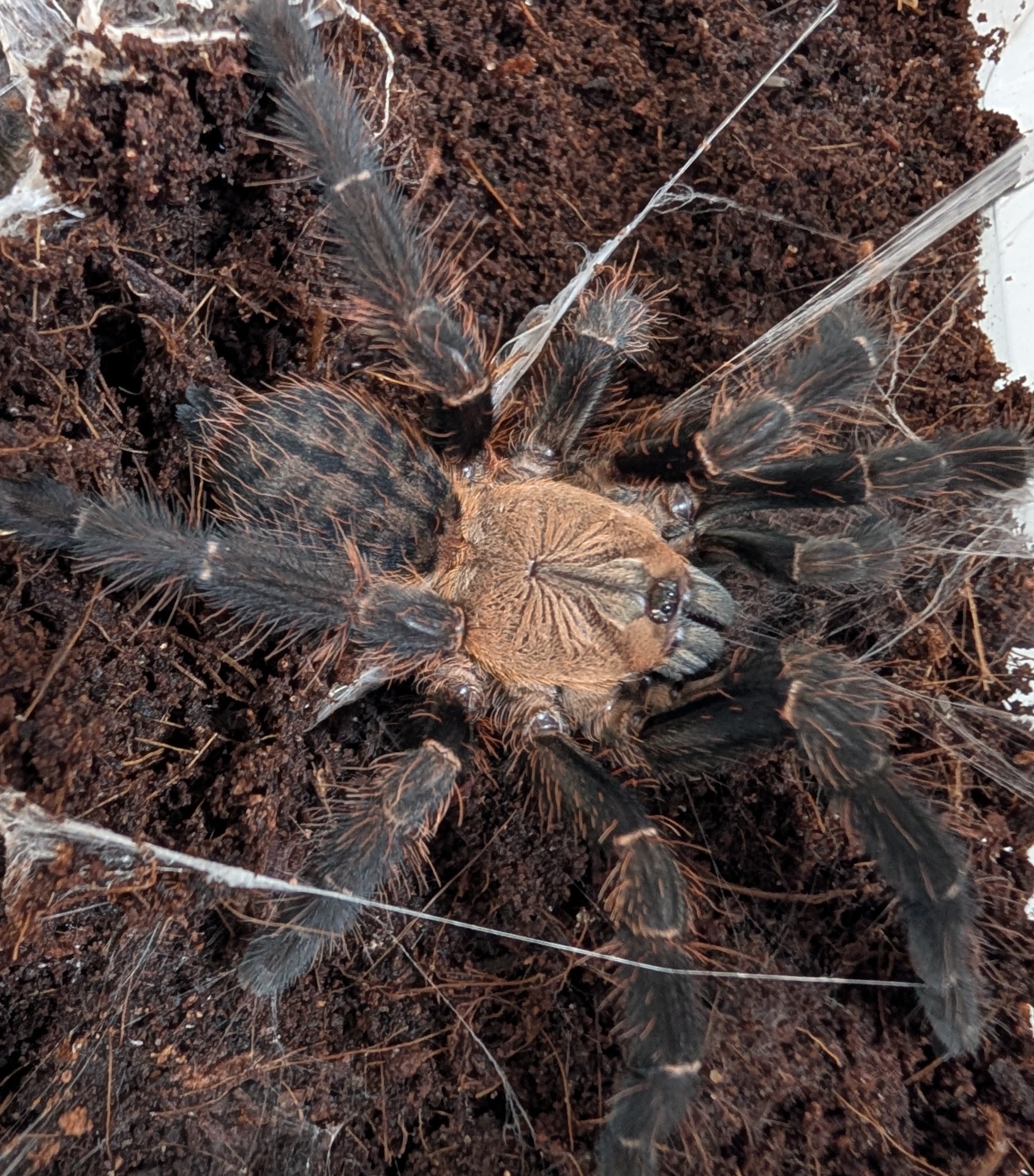 Phormingochilus hati hati purple earth tiger tarantula 