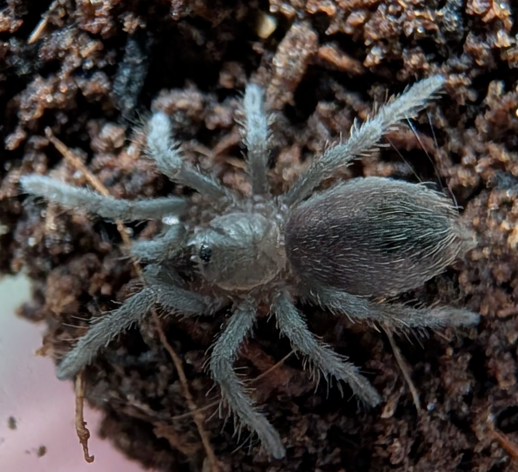 Aphnonpelma seemani - Stripe Knee Tarantula