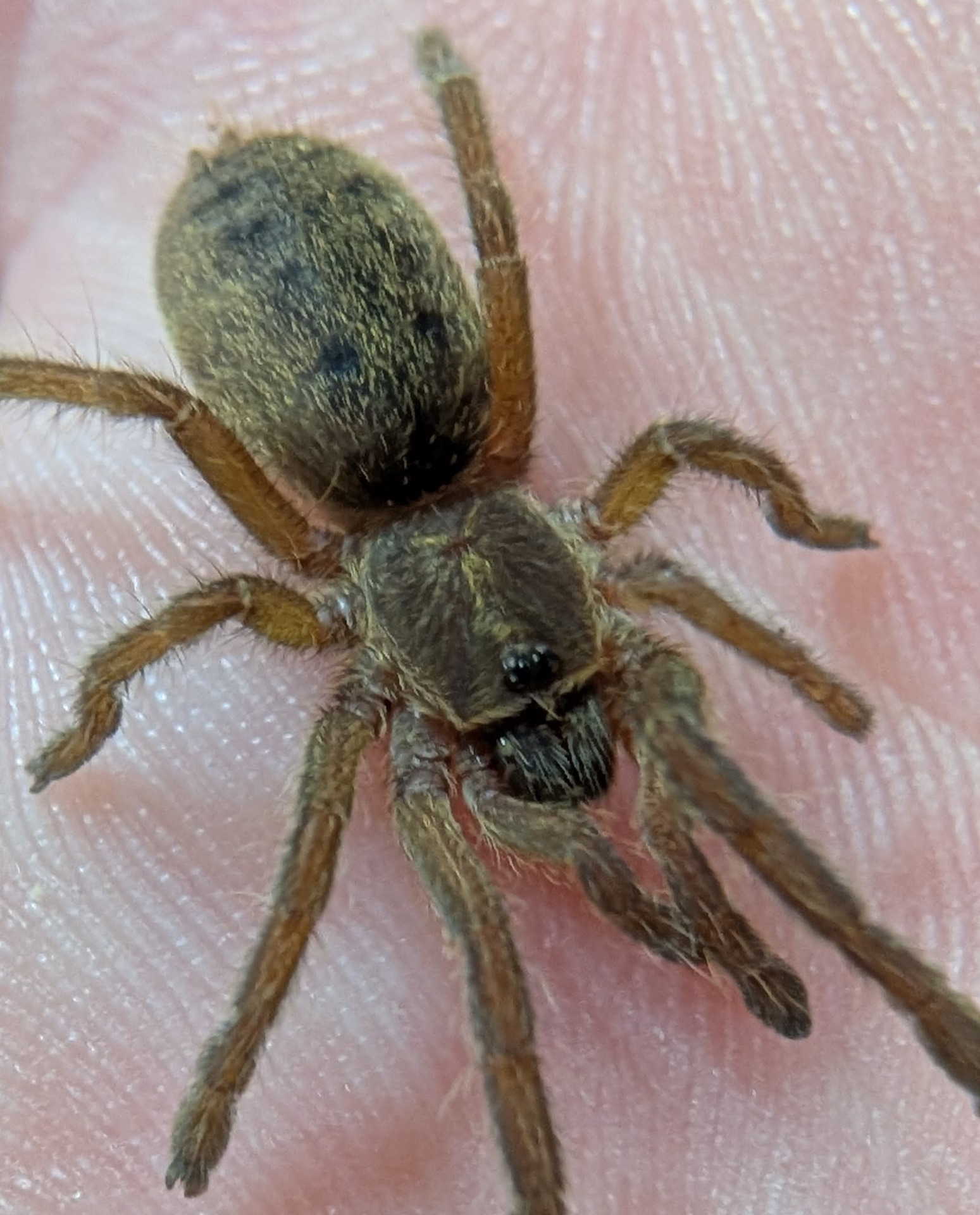 Pterinochilus Lugardi - Fort Hall Baboon Tarantula
