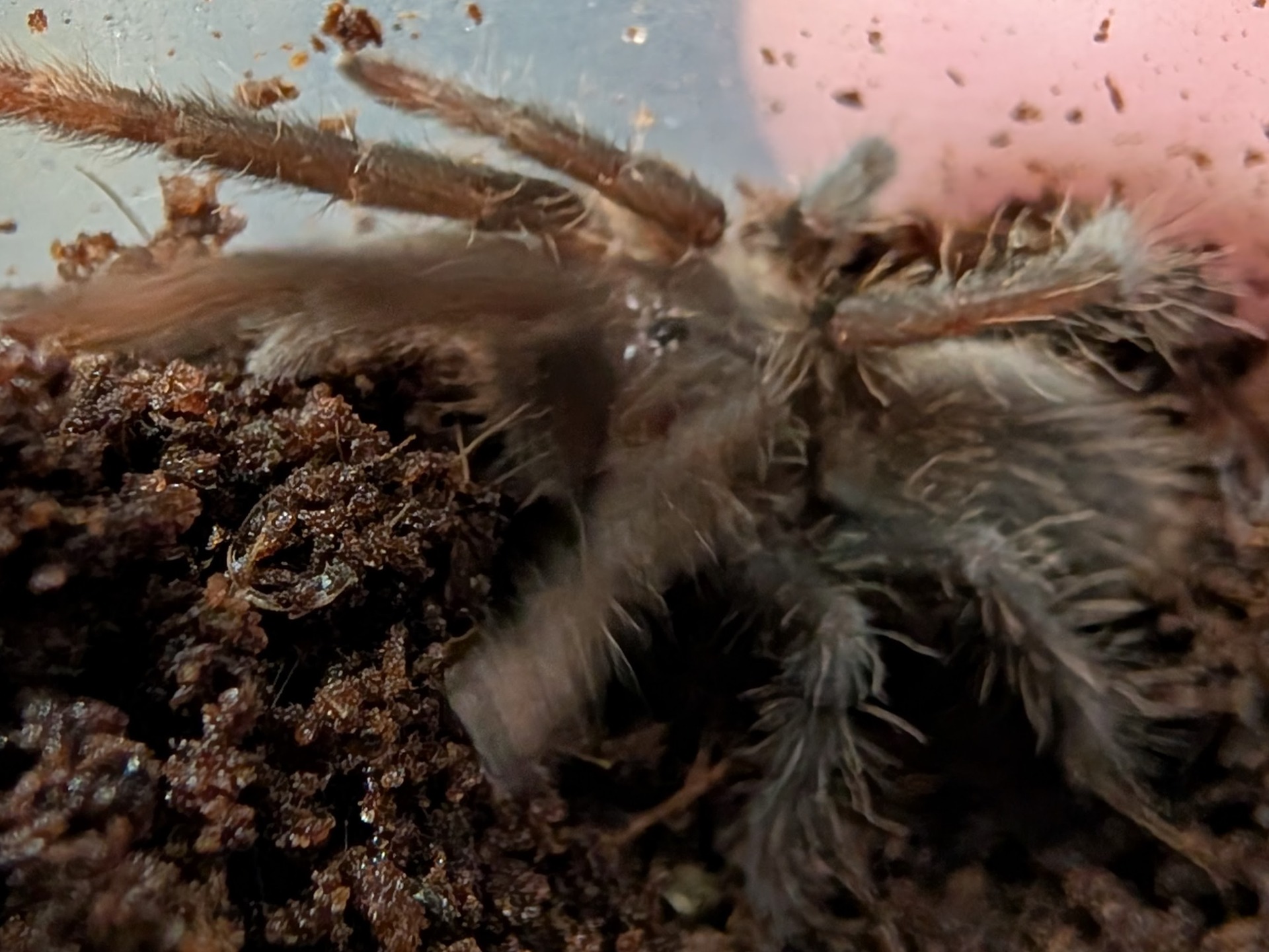Hysterocrates gigas - Giant Baboon Tarantula