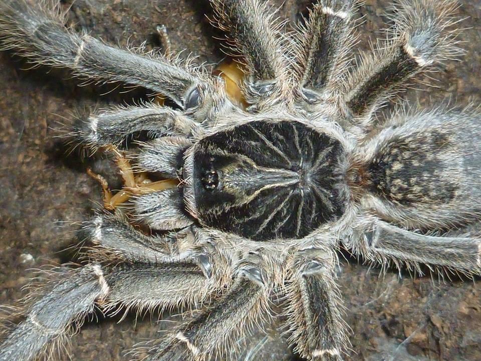 Ceratogyrus meridionalis - Zimbabwe Grey Tarantula