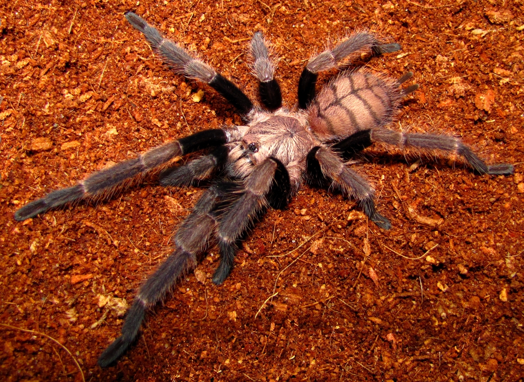 Chilobrachys fimbriatus - Indian Violet Tarantula