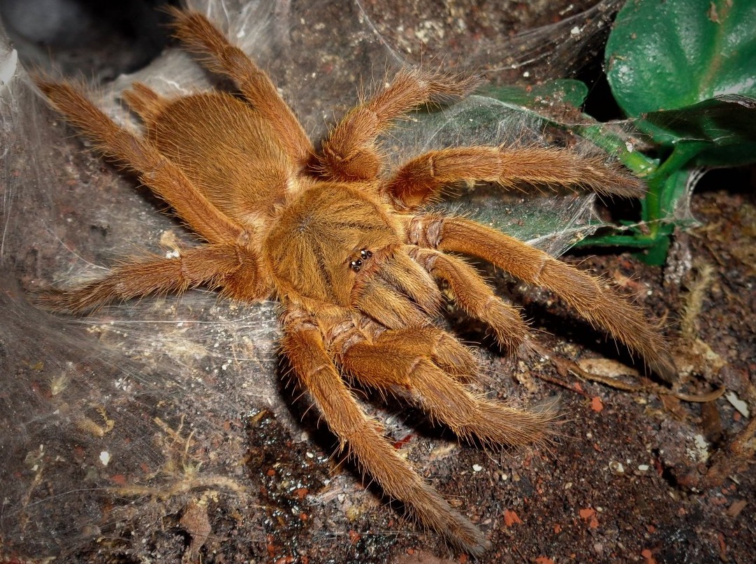 Chilobrachys Huahini - Asian Fawn Tarantula