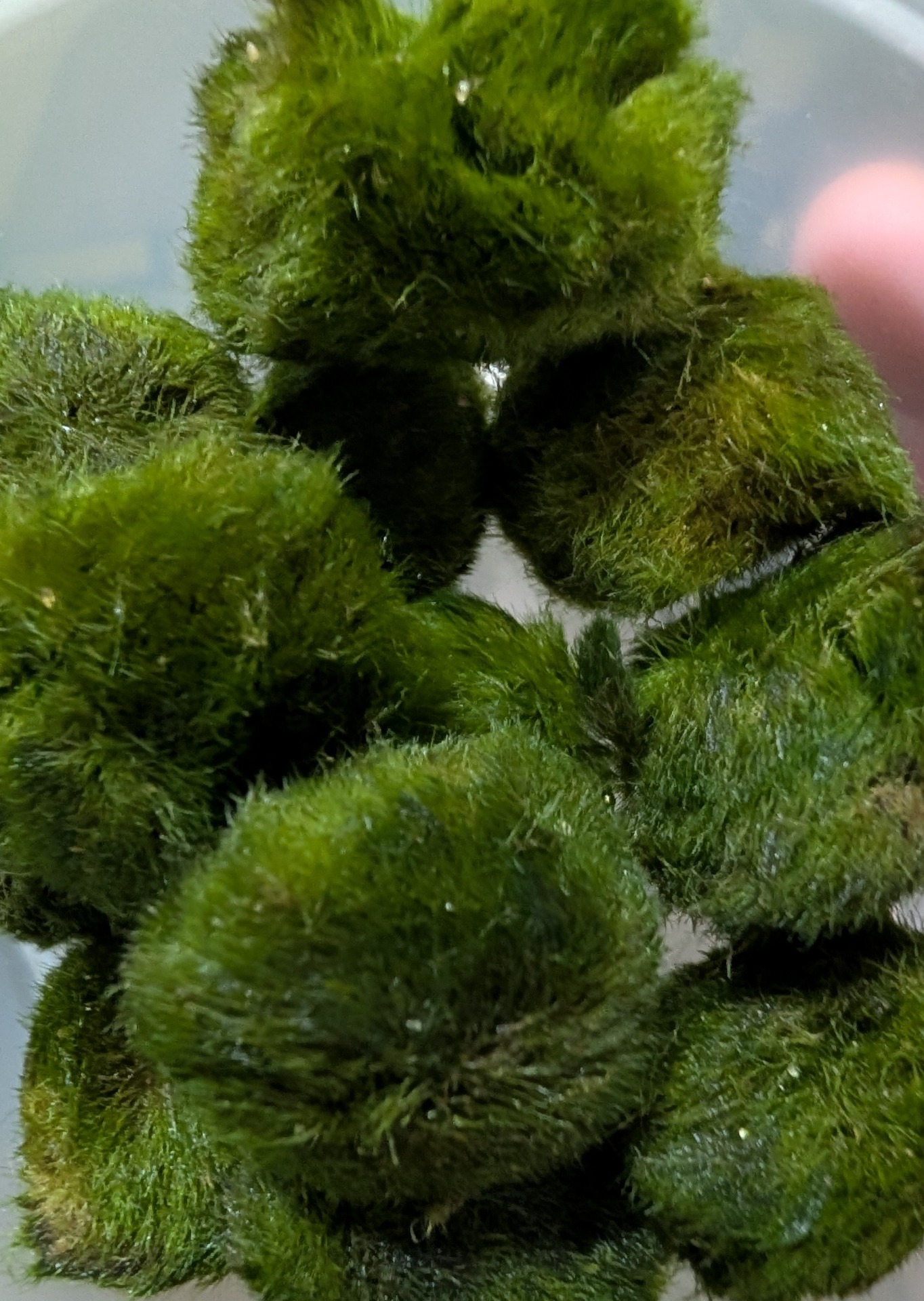 Marimo moss balls