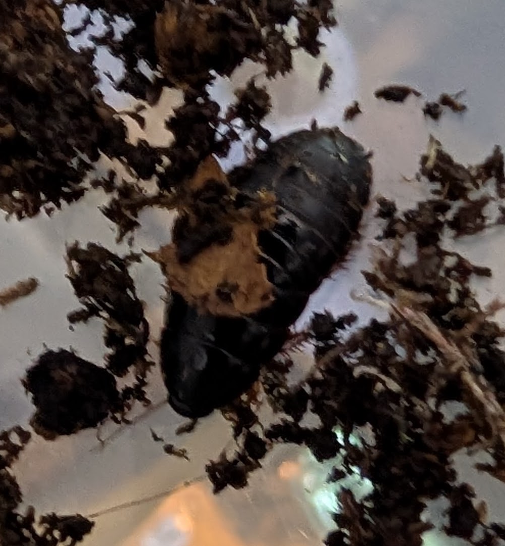 Pycnoscelus sp. Malaysia Cockroach