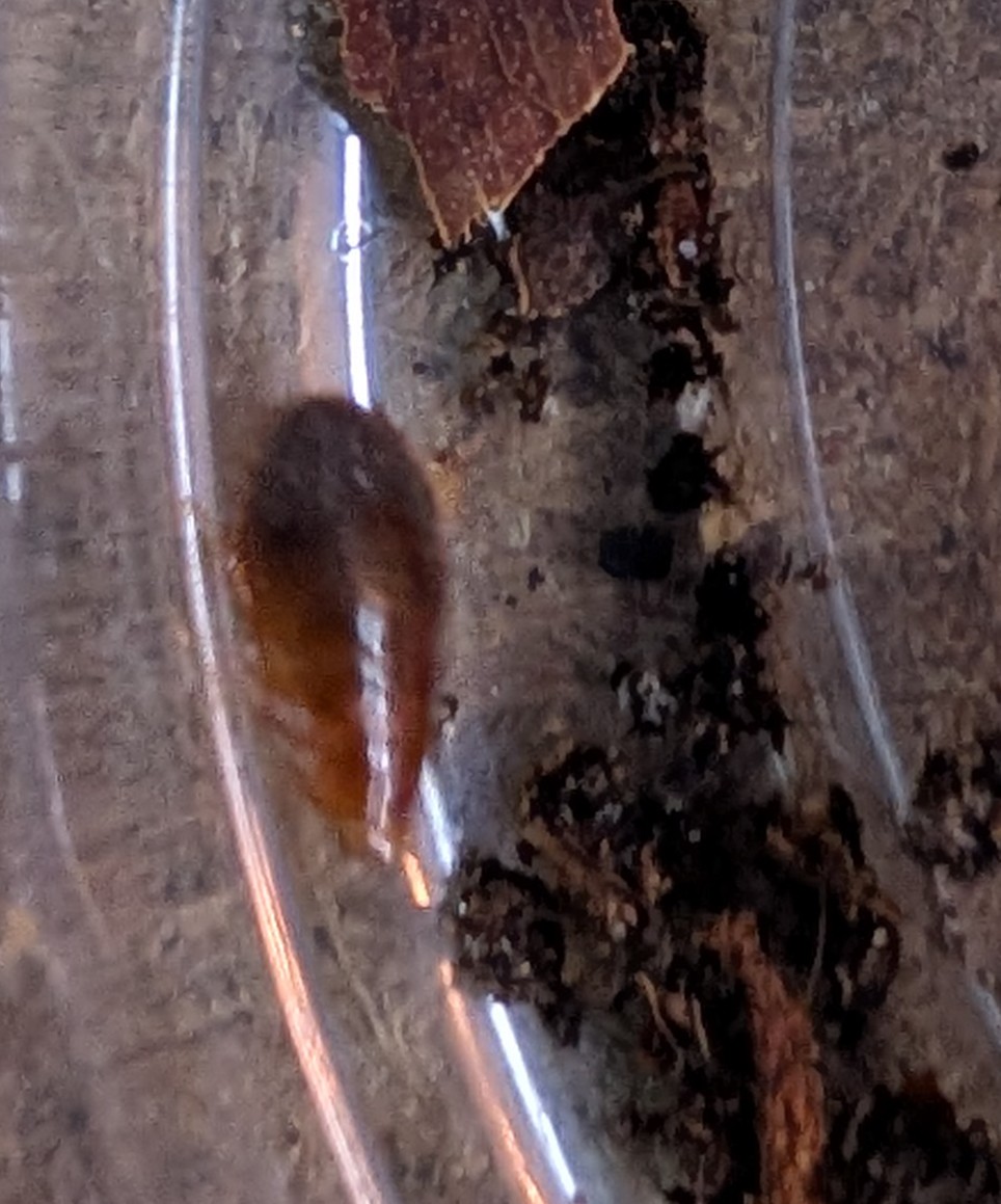Pycnoscelus Femapterus Cockroach