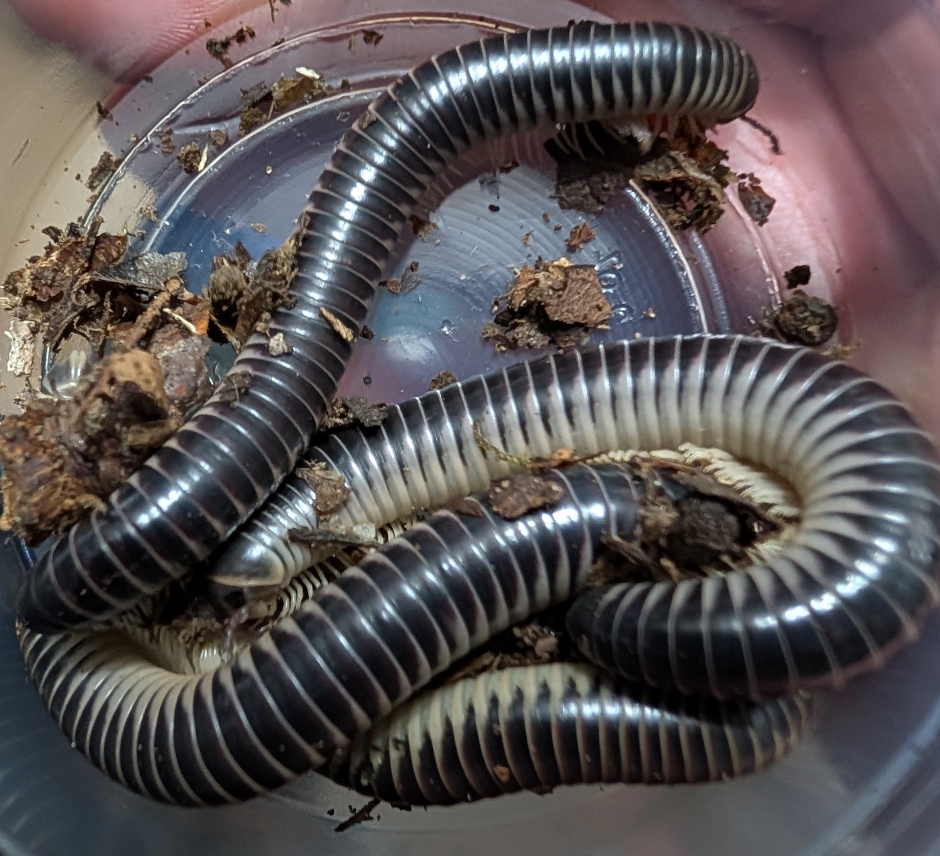 Ivory Millipedes - Chicobolus spinigerus (Purple)