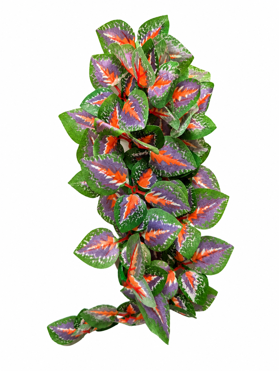 Red Cissus Trailing Plant 30cm with Sucker