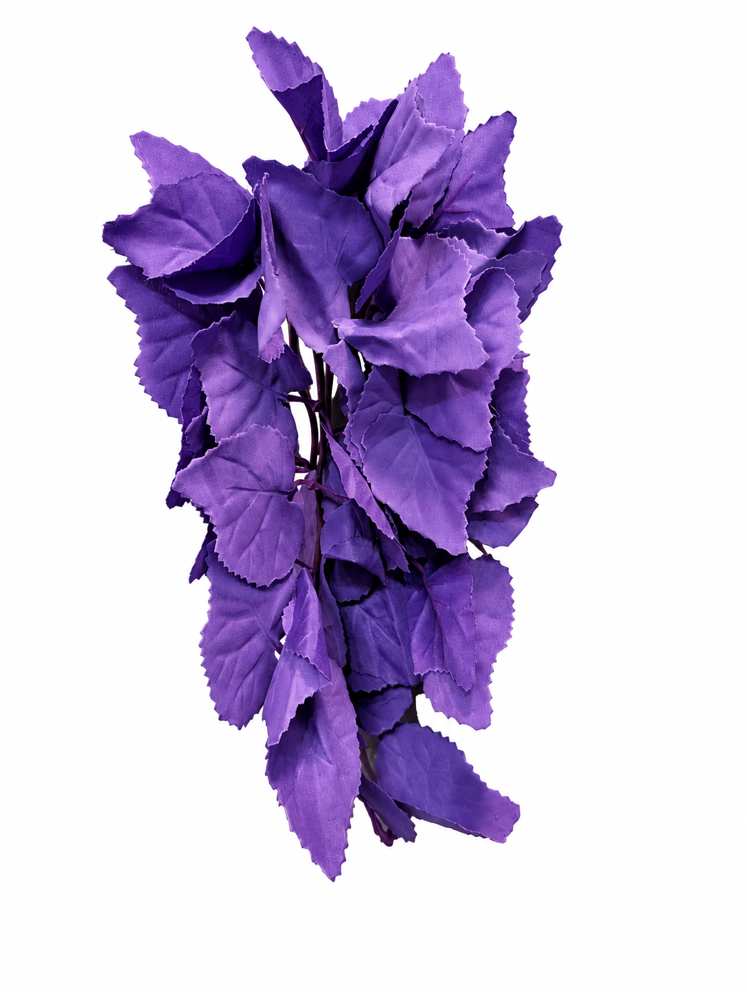 Purple Beech Trailing Plant 30cm with Sucker