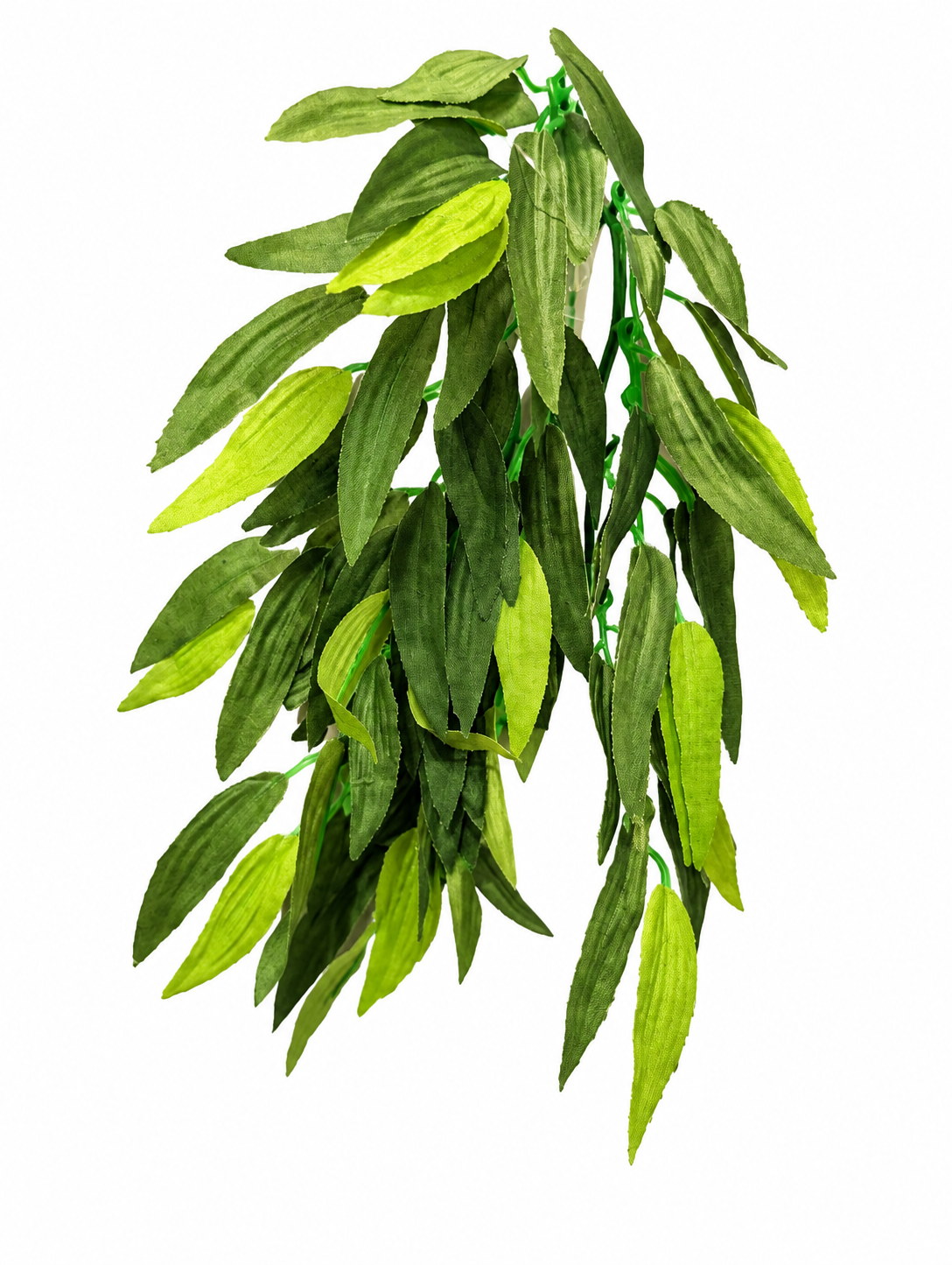 Ruscus Trailing Plant 30cm with Sucker