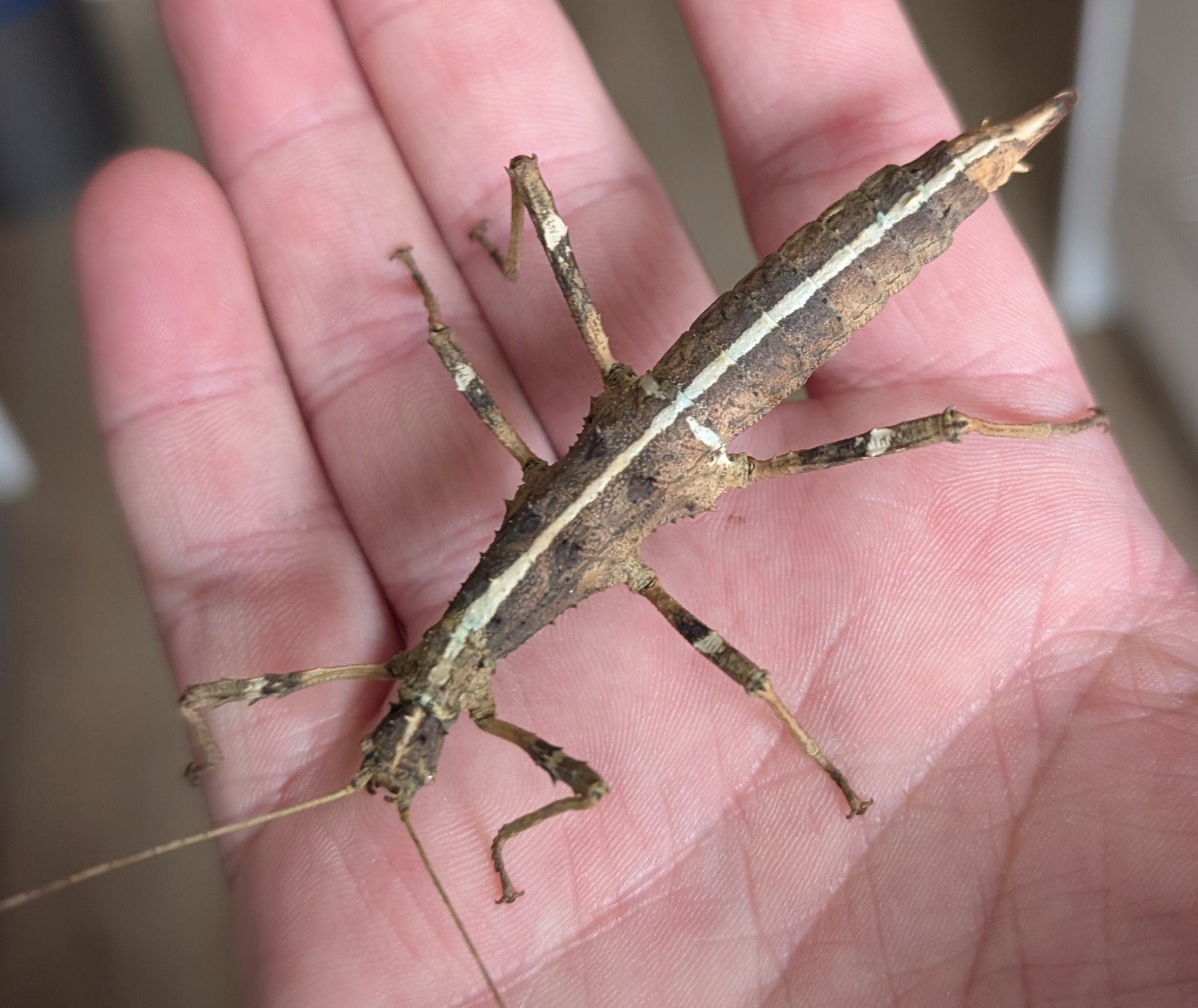 Sunny Stick Insect - Sungaya inexpectata