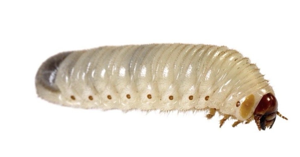 Fruit Beetle Grubs - Pachnoda - Prepack