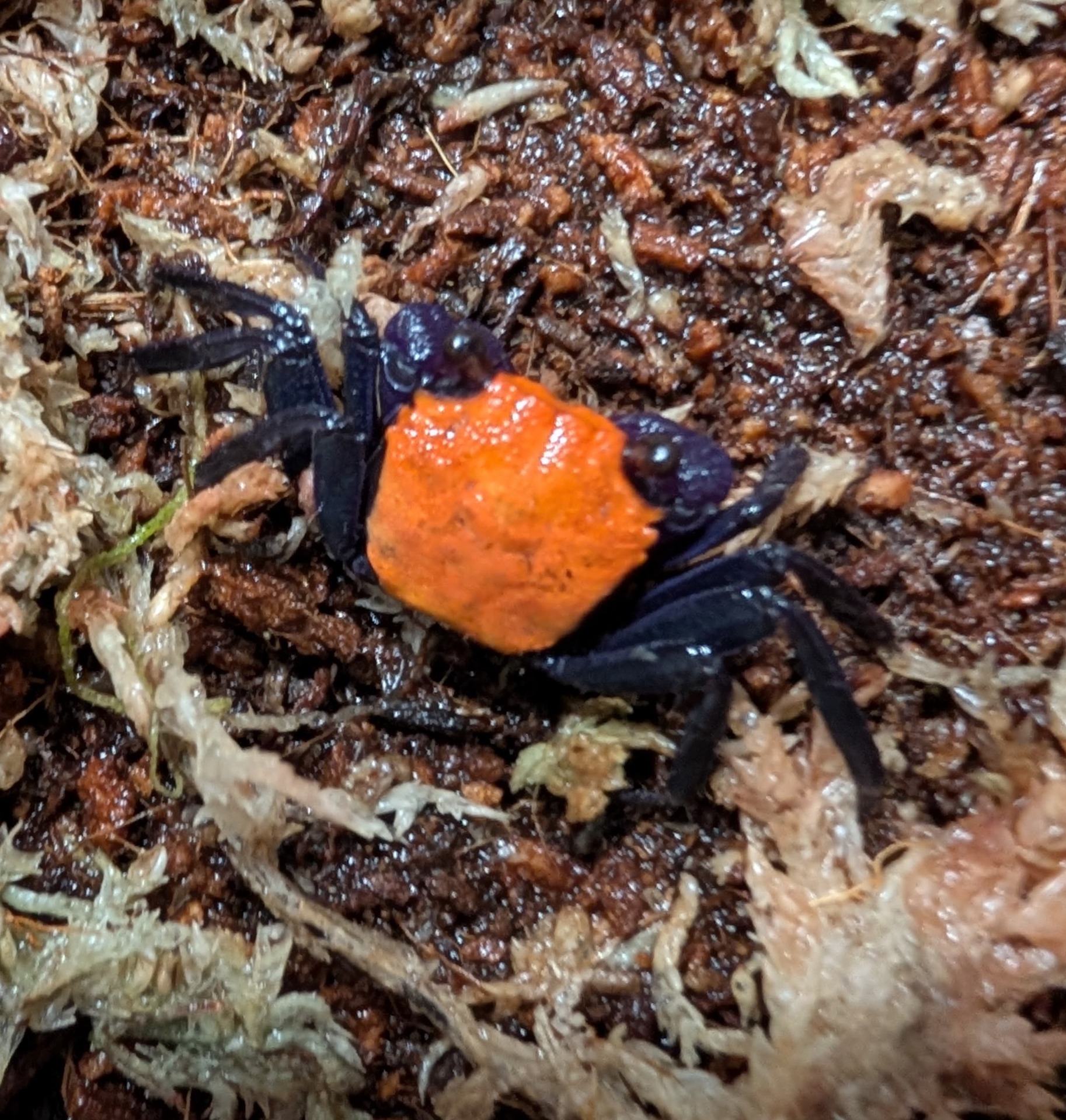 Vampire crab
